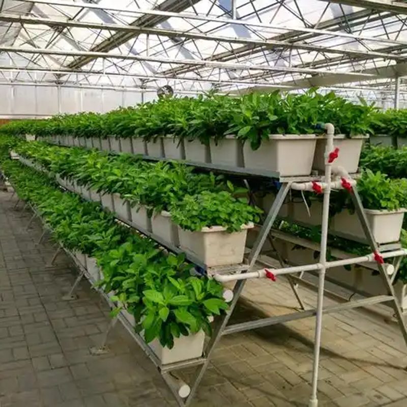 五指山市植物工厂玻璃大棚 - 哪里好